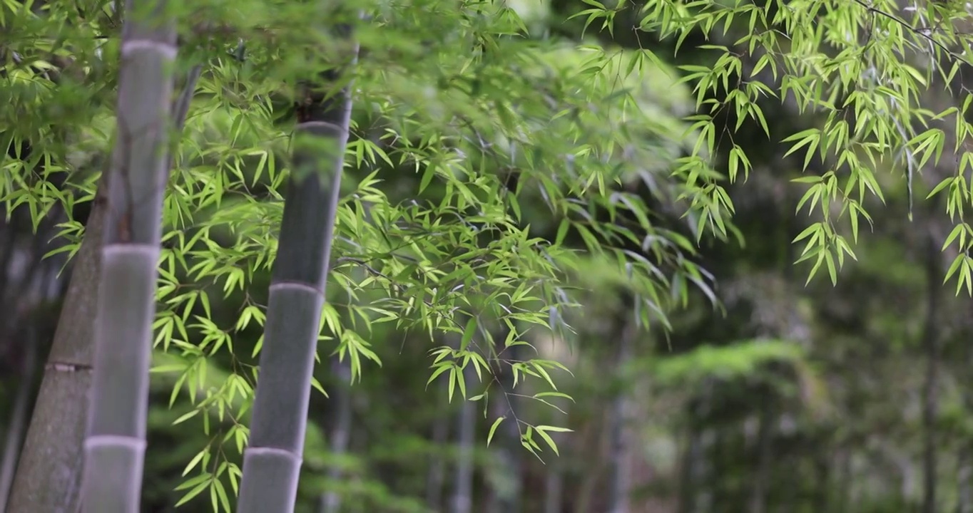 唯美竹林空镜视频素材