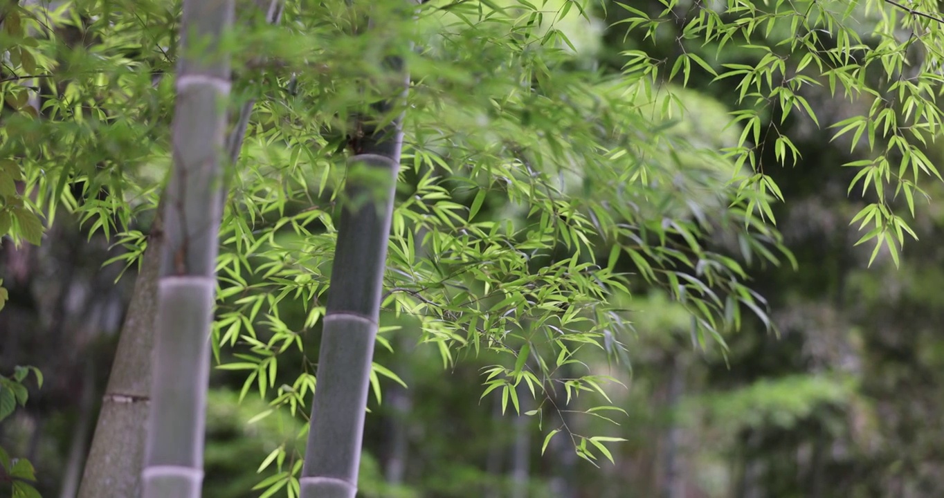 唯美竹林空镜视频素材