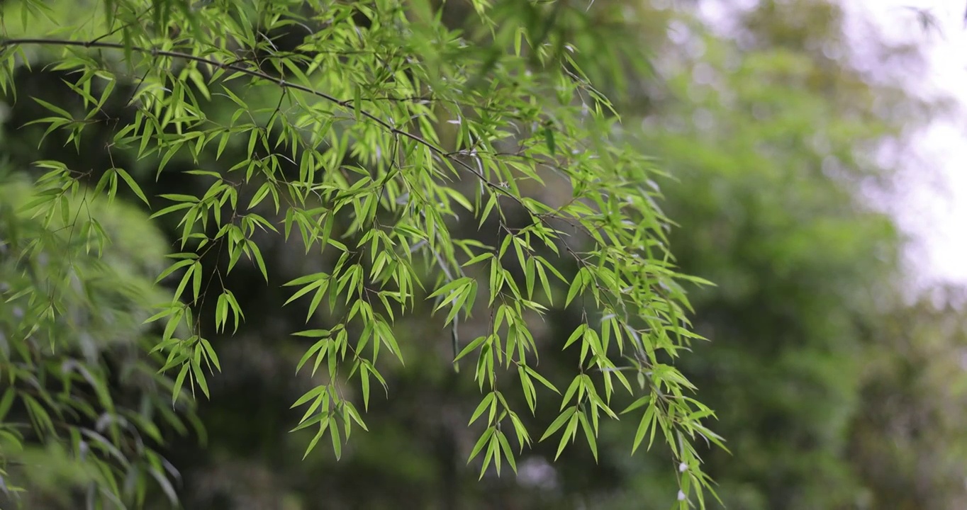 唯美竹林空镜视频素材