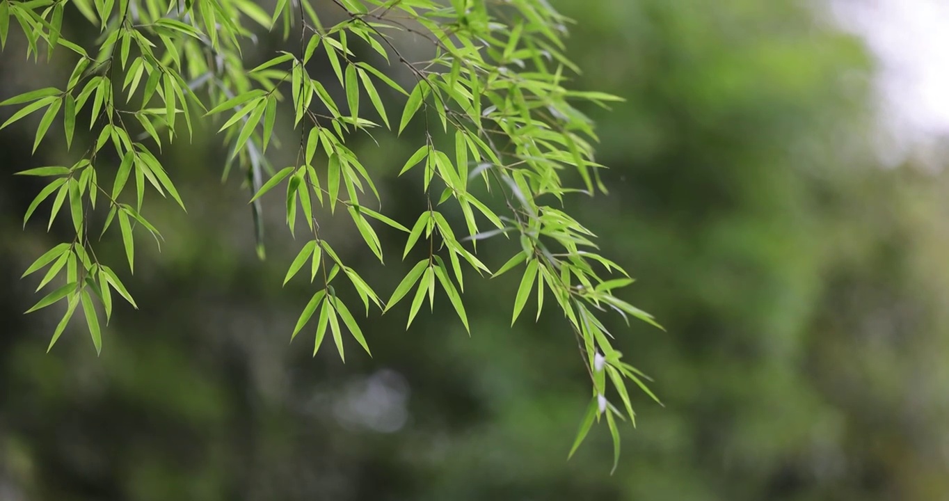 唯美竹林空镜视频素材