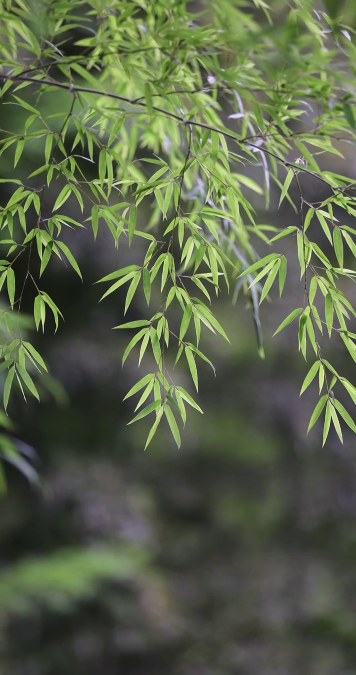 唯美竹林空镜 电影画质视频素材