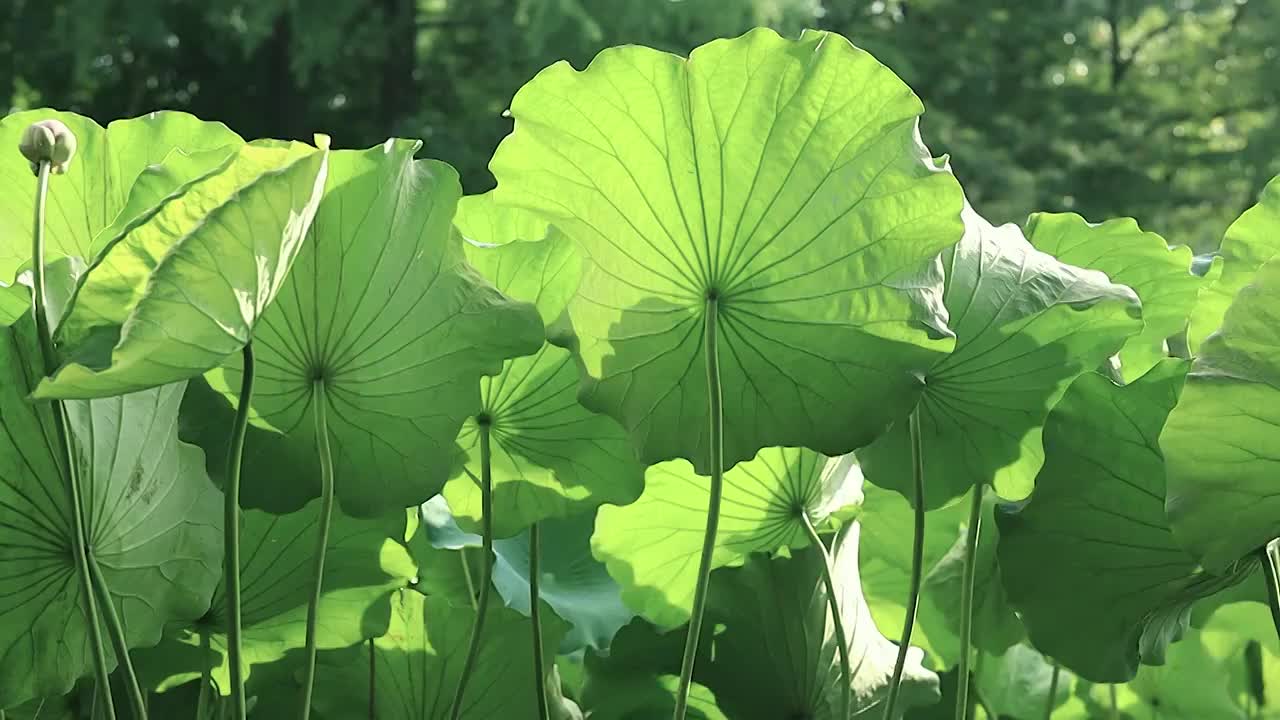 荷塘中阳光透过茂盛的荷叶视频素材