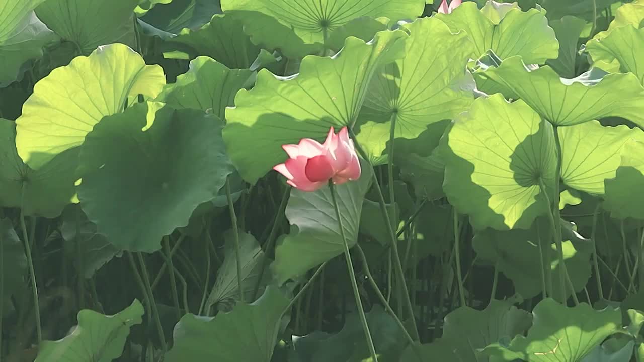 荷塘中茂盛的荷叶荷花在随风摇曳视频素材