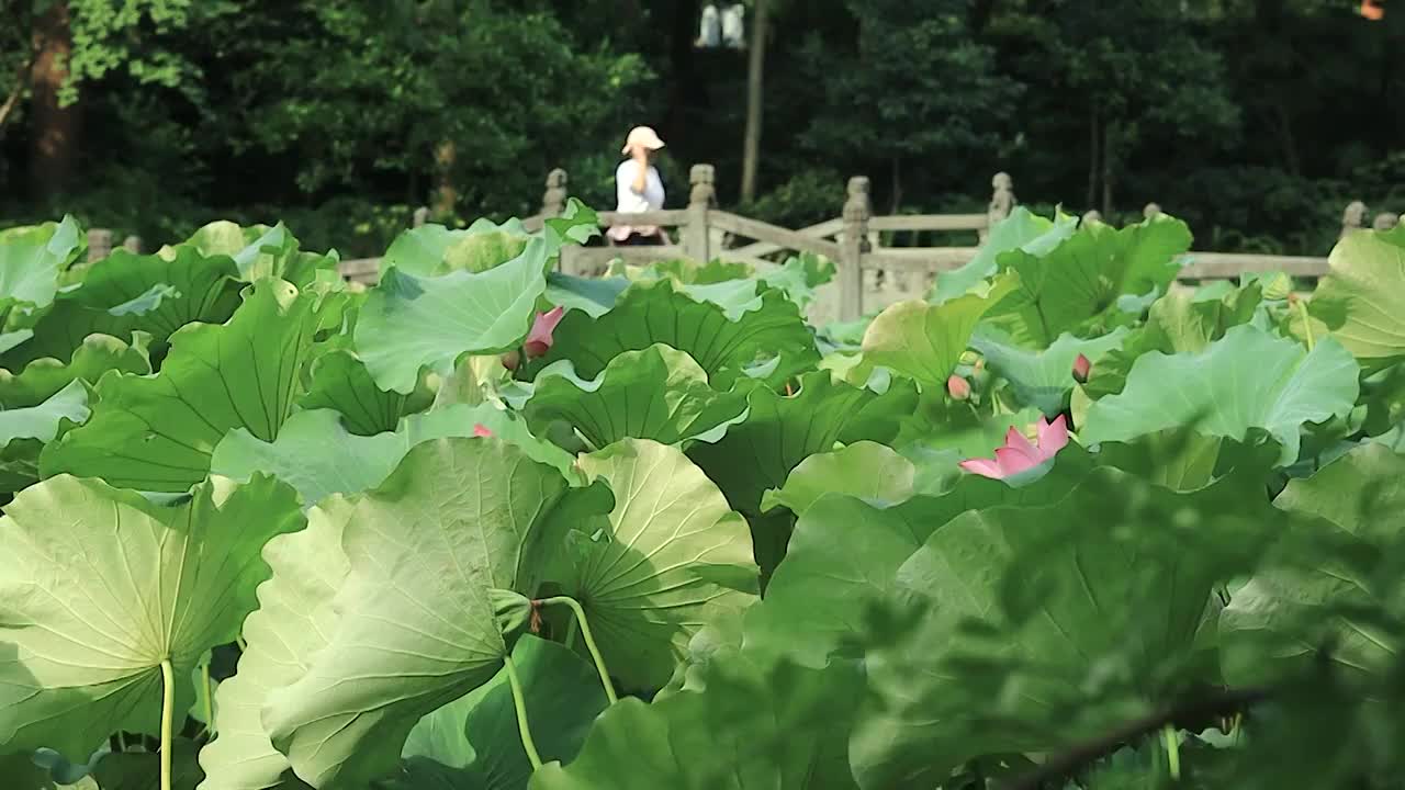 清晨游人正从茂密的荷塘上走过视频素材