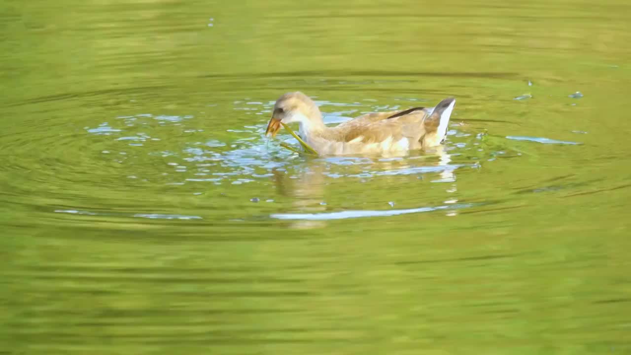 日落黄昏湿地森林湖泊自然公园保护区内黑水鸡正在水中觅食森林湖泊环境生物保护区生态生机勃勃鸟类活动频繁视频素材