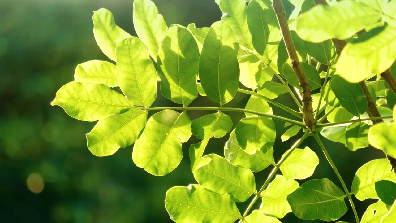 夕阳日下微风吹拂树叶随风起舞充满韵律感树叶在风中抖动着金黄色树叶散发光芒充满诗情画意日落景象无限美视频素材