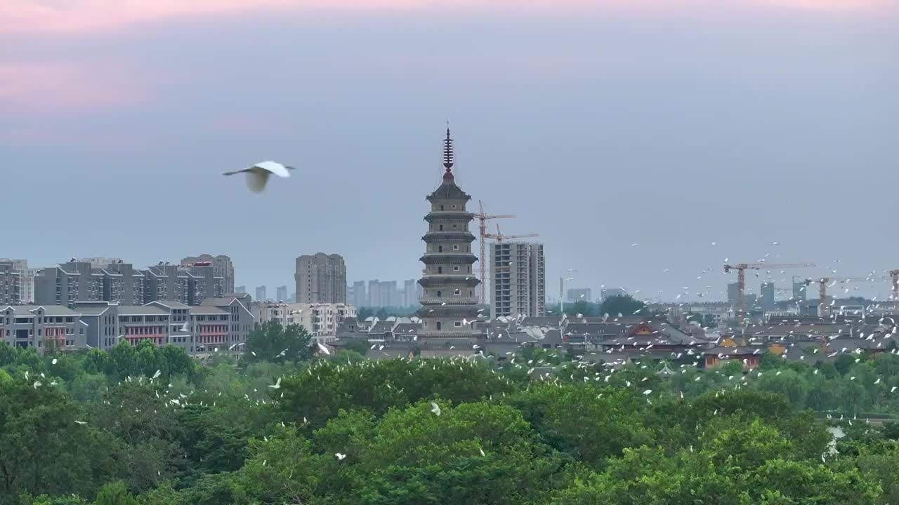 江苏涟水五岛湖万鸟归巢蔚为壮观视频素材