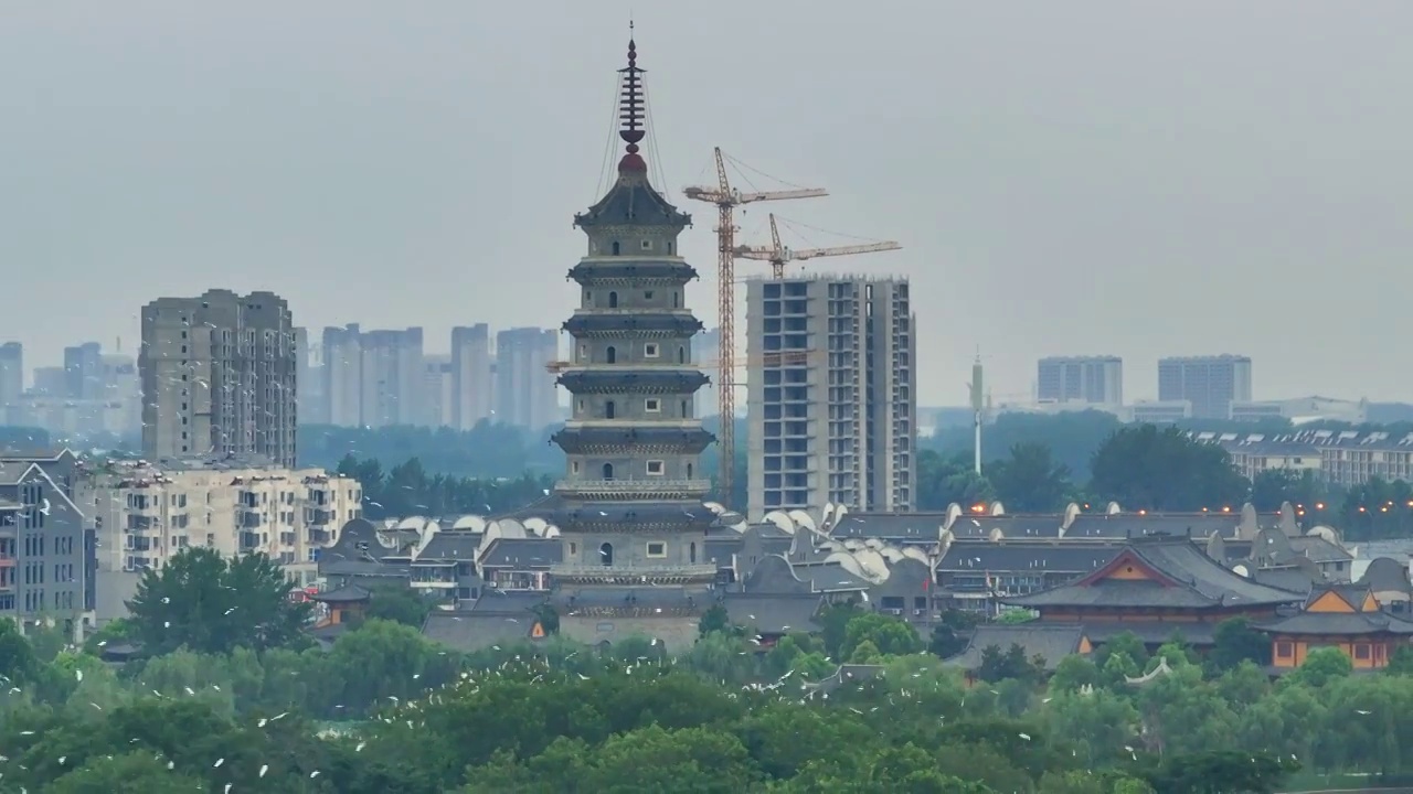 江苏涟水五岛湖万鸟归巢蔚为壮观视频素材