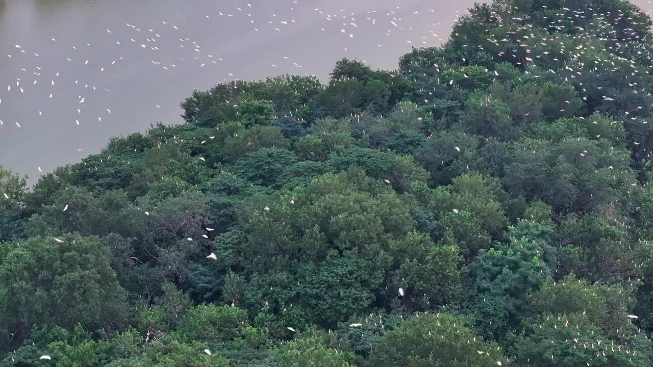 江苏涟水五岛湖万鸟归巢蔚为壮观视频素材