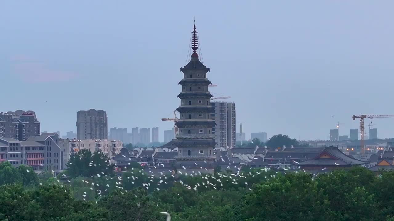 江苏涟水五岛湖万鸟归巢蔚为壮观视频素材