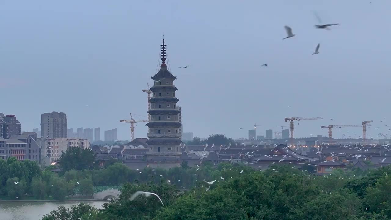 江苏涟水五岛湖万鸟归巢蔚为壮观视频素材