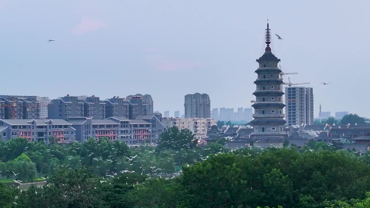 江苏涟水五岛湖万鸟归巢蔚为壮观视频素材