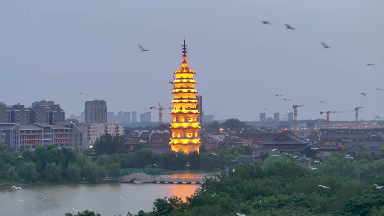 江苏涟水五岛湖万鸟归巢蔚为壮观视频素材