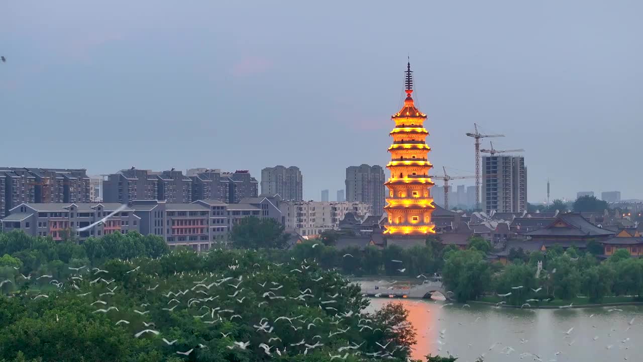 江苏涟水五岛湖万鸟归巢蔚为壮观视频素材