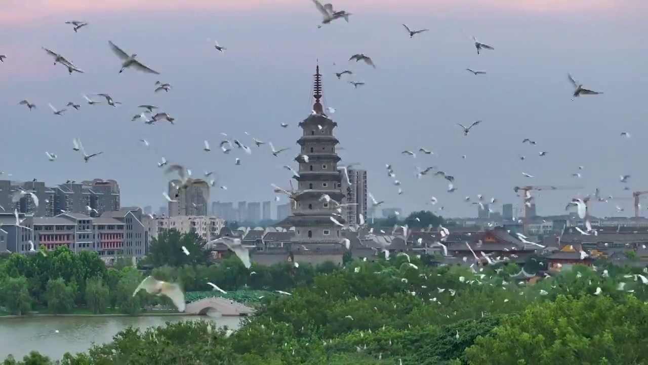 江苏涟水五岛湖万鸟归巢蔚为壮观视频素材