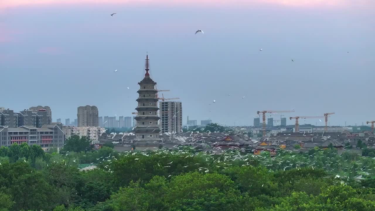 江苏涟水五岛湖万鸟归巢蔚为壮观视频素材