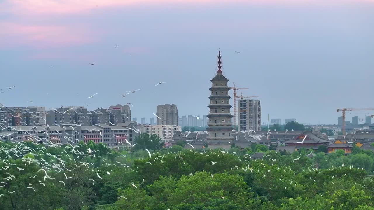 江苏涟水五岛湖万鸟归巢蔚为壮观视频素材