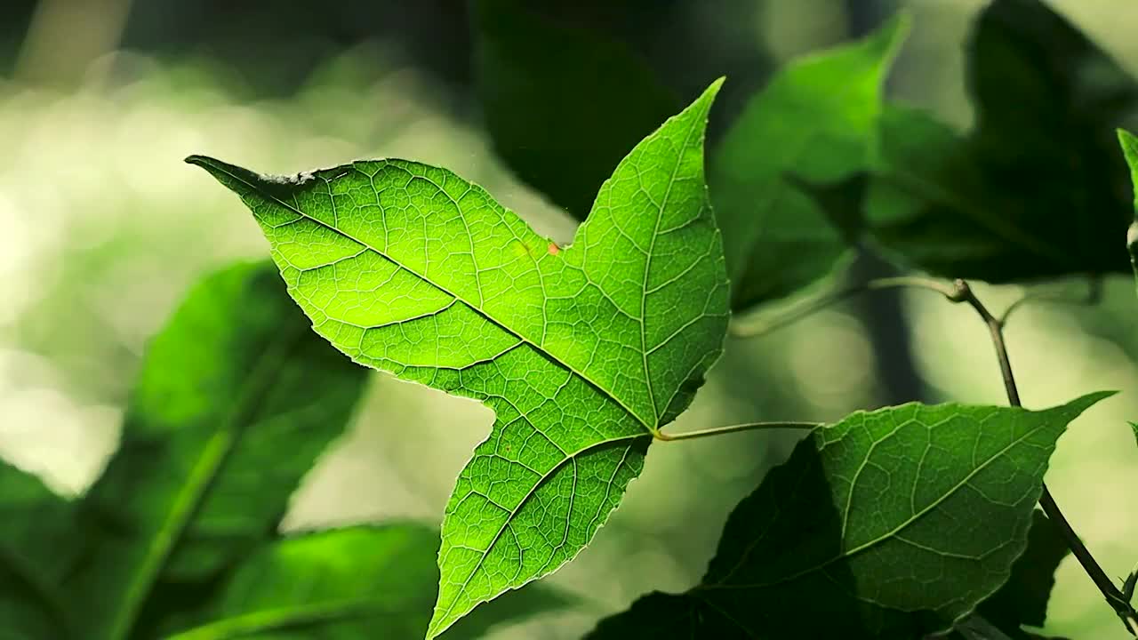 阳光透过森林中的几片叶子视频素材