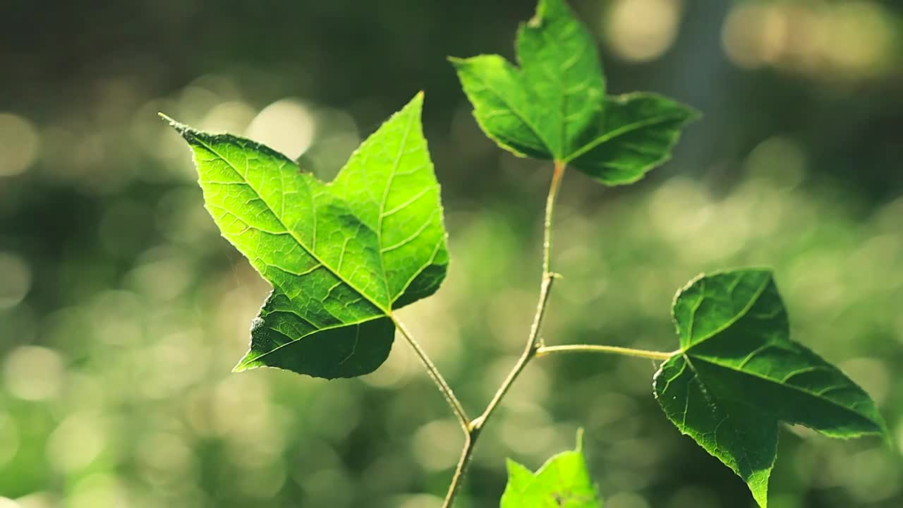 阳光透过森林中的树叶视频素材