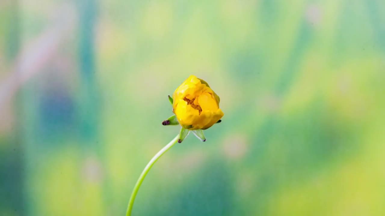 金鸡菊开花延时摄影视频素材