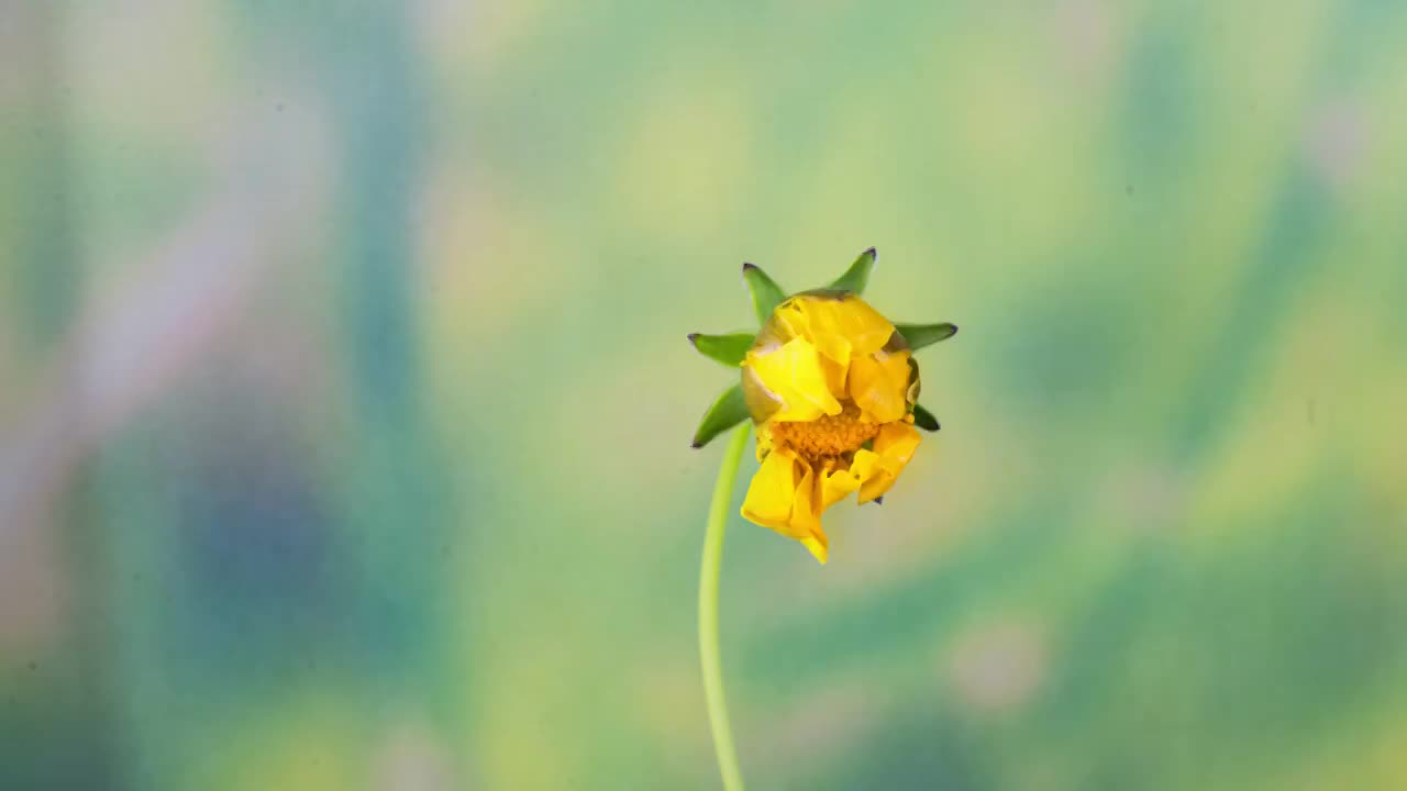 金鸡菊开花延时摄影视频素材