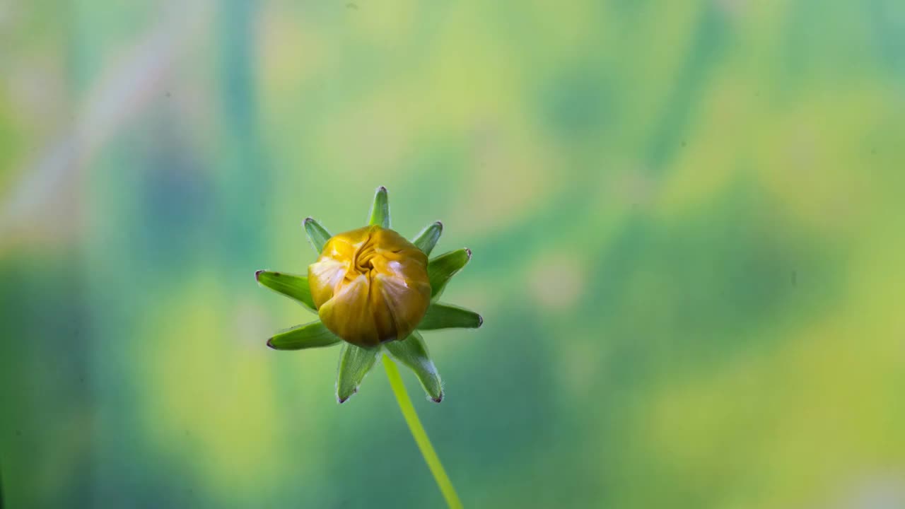 金鸡菊开花延时摄影视频素材