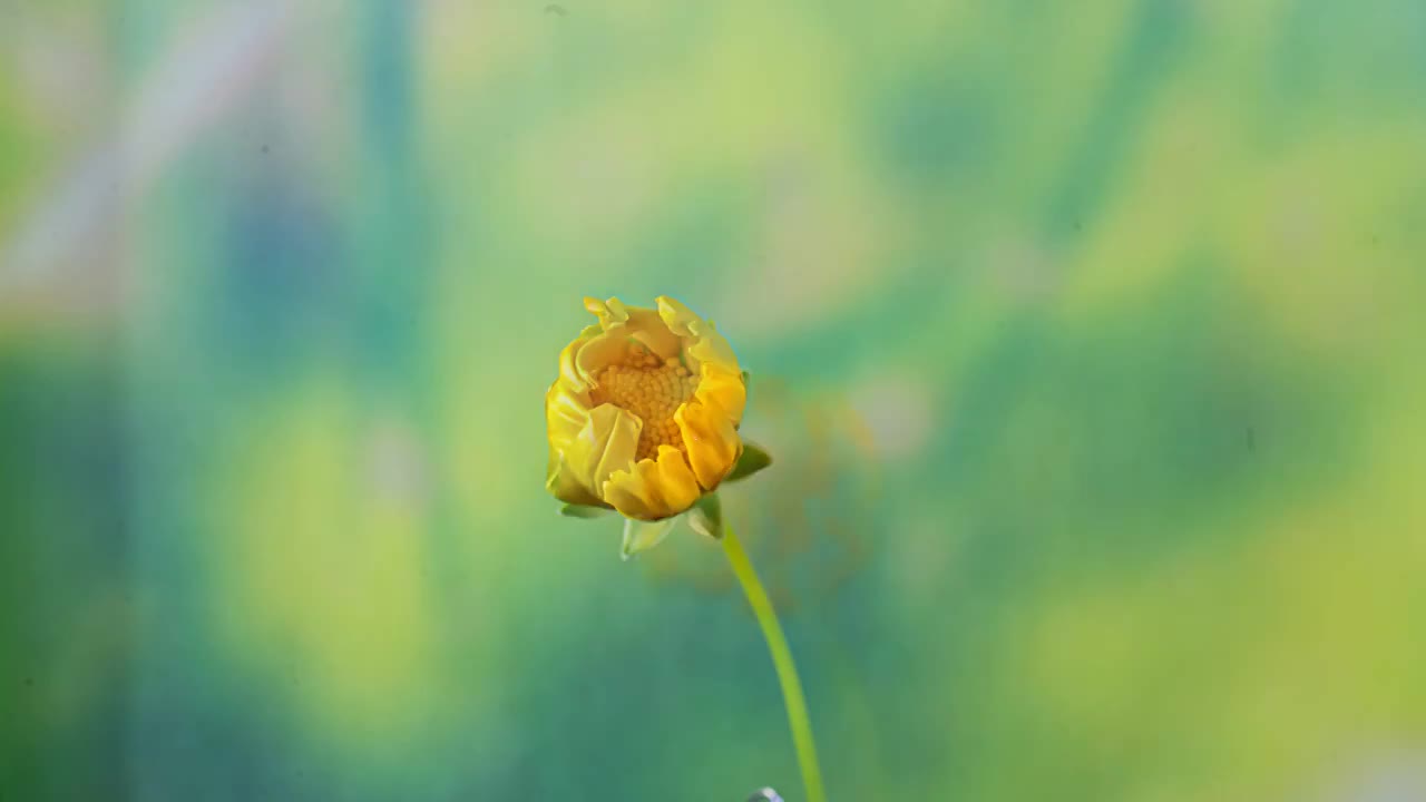 金鸡菊开花延时摄影视频素材