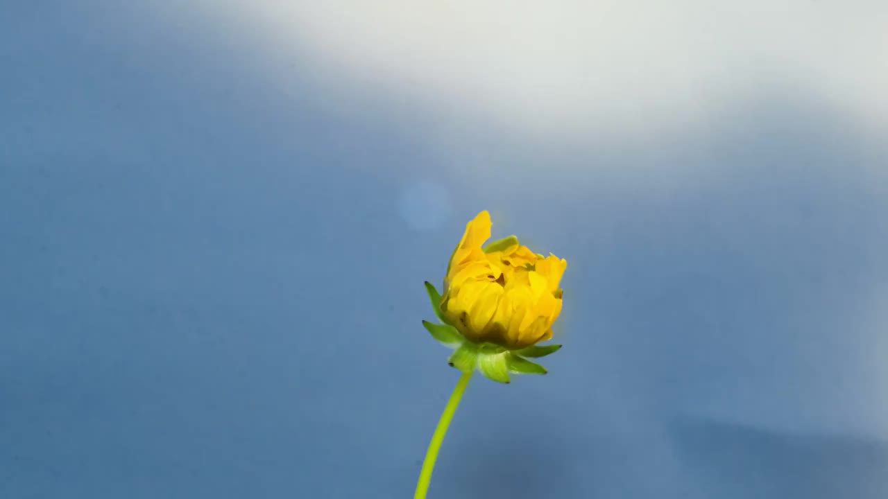 金鸡菊开花延时摄影视频素材