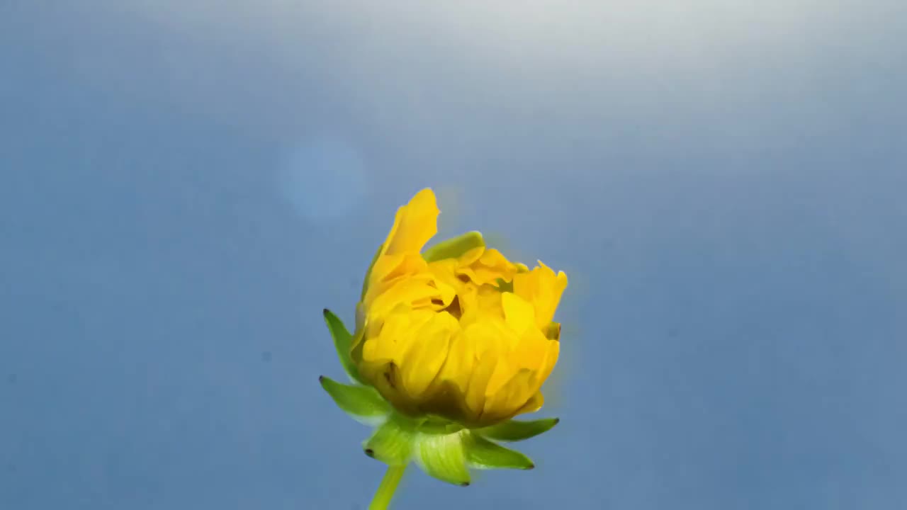 金鸡菊开花延时摄影视频素材