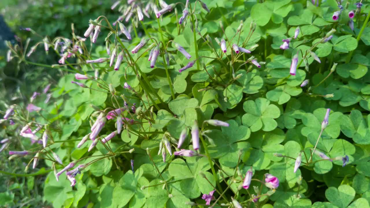 醡浆草开花延时摄影视频素材