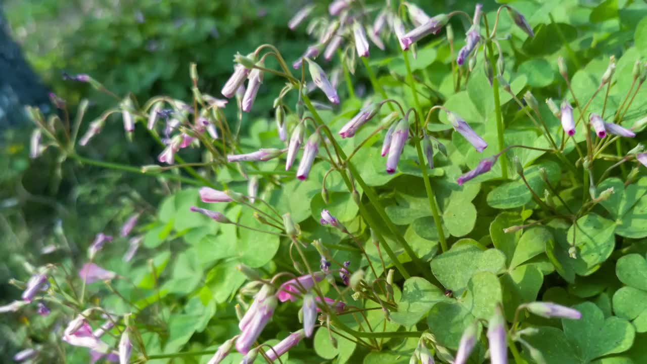 醡浆草开花延时摄影视频素材