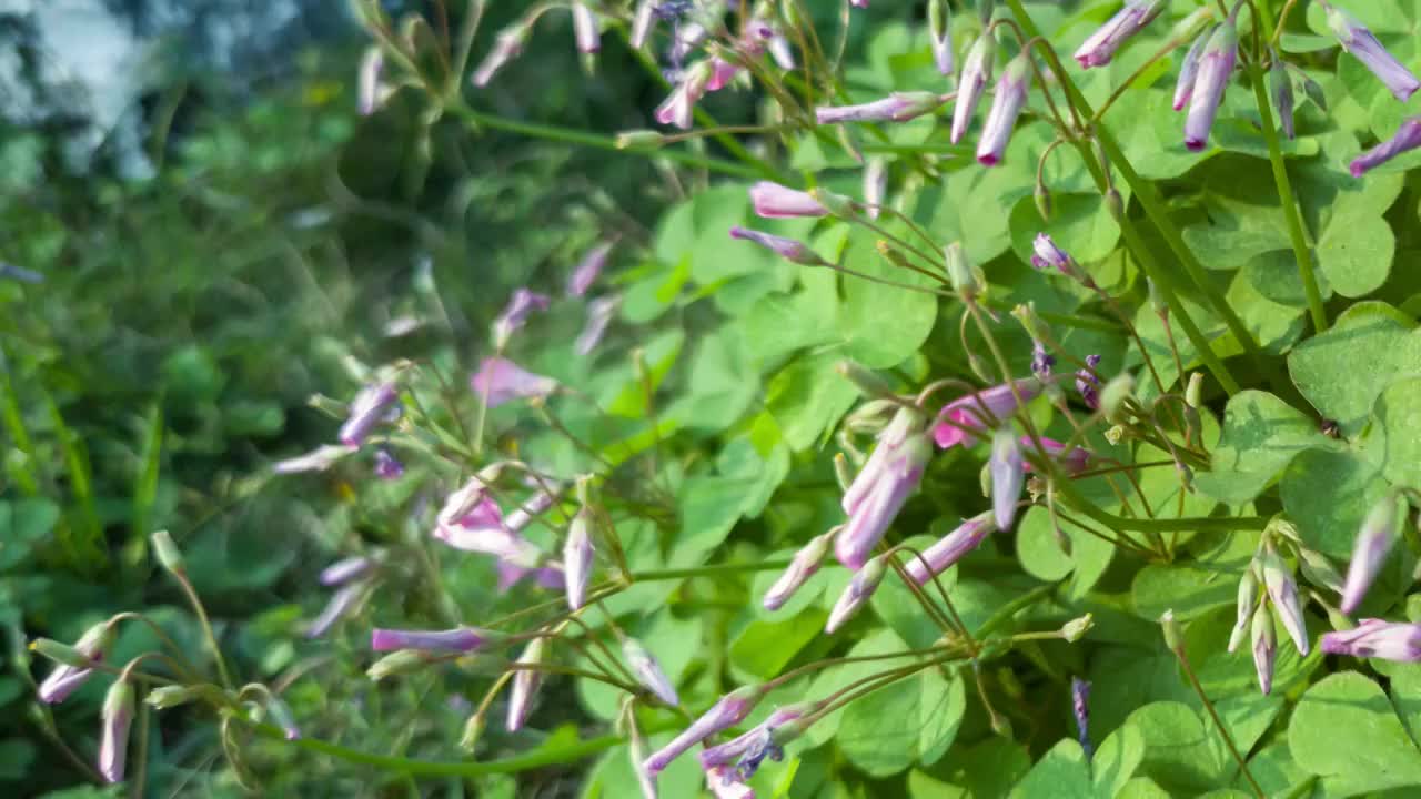 醡浆草开花延时摄影视频素材