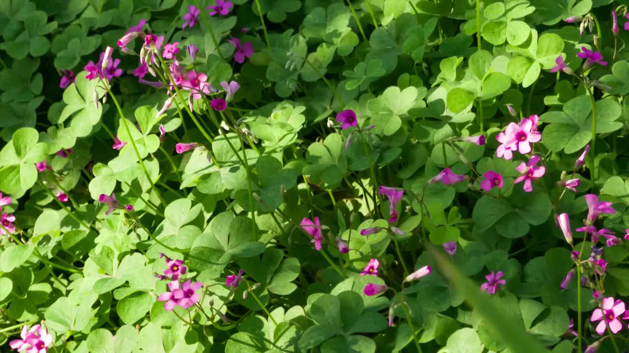 醡浆草开花延时摄影视频素材