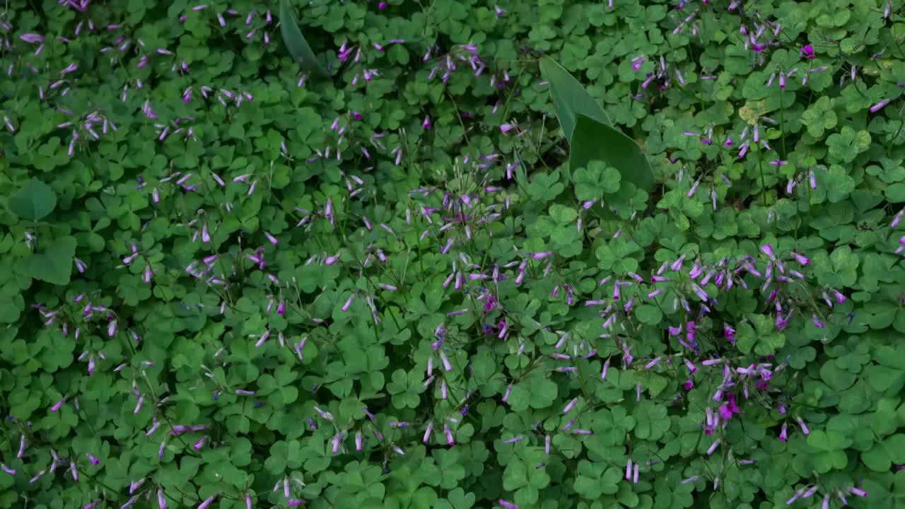 醡浆草开花延时摄影视频素材