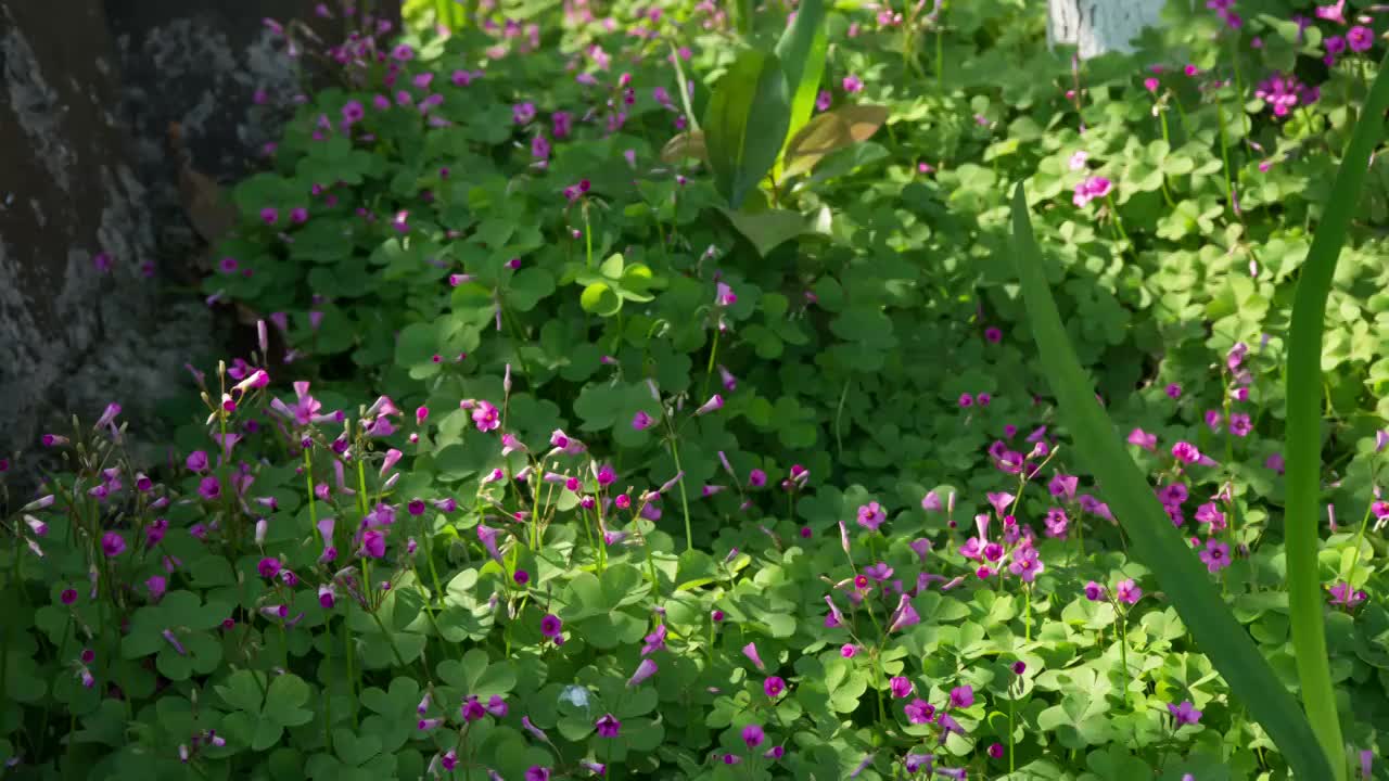 醡浆草开花延时摄影视频素材