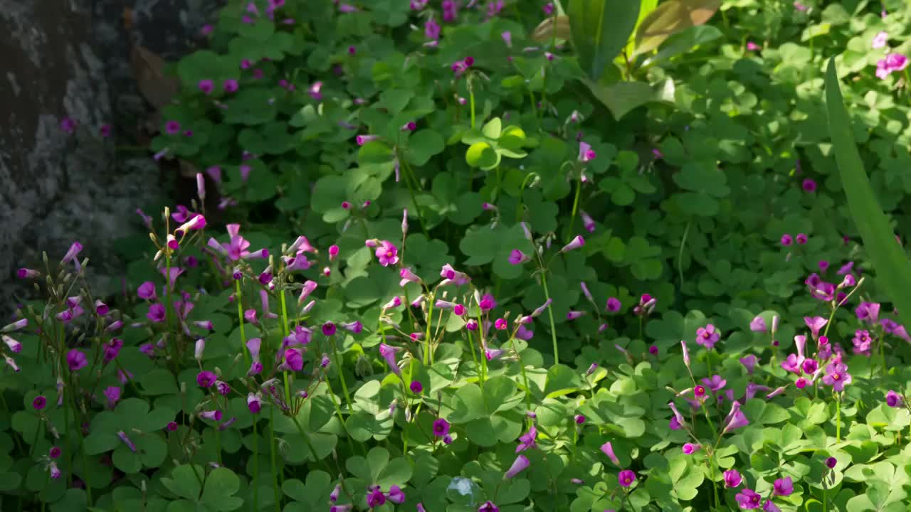 醡浆草开花延时摄影视频素材