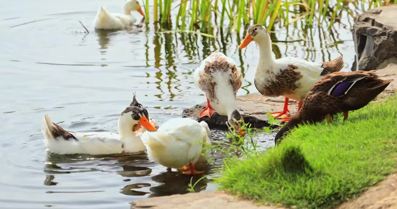 一群鸭子正在水中觅食视频素材