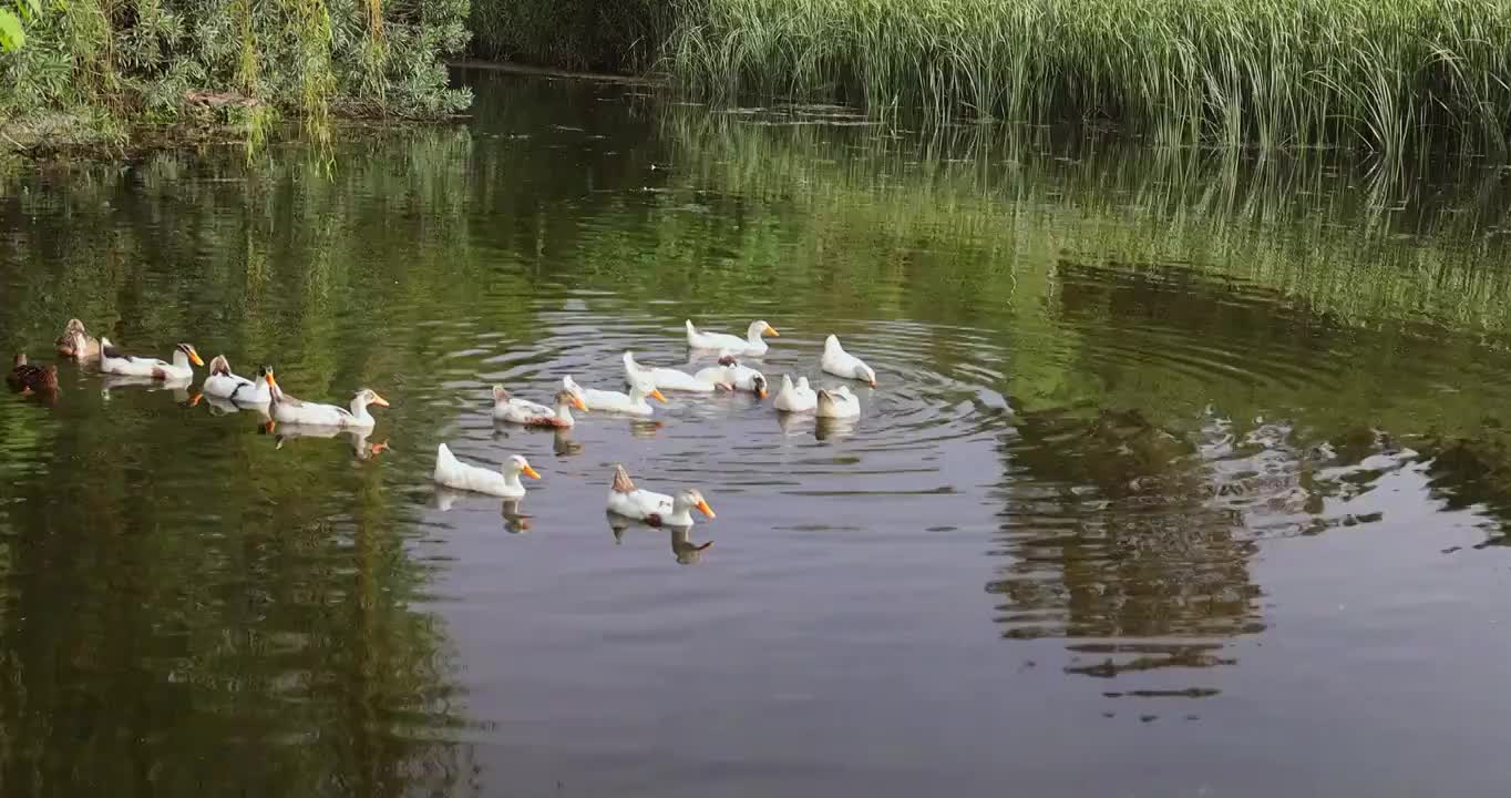 一群鸭子正在水中觅食视频素材