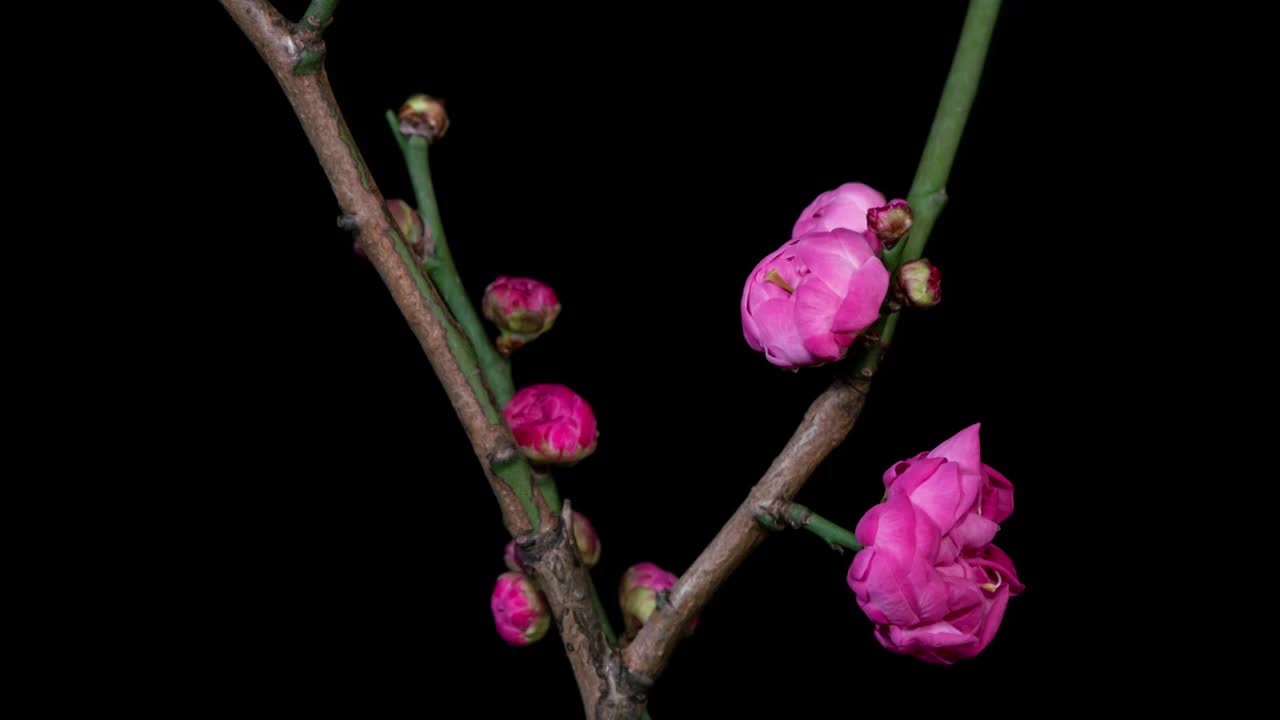 红梅开花延时摄影视频素材