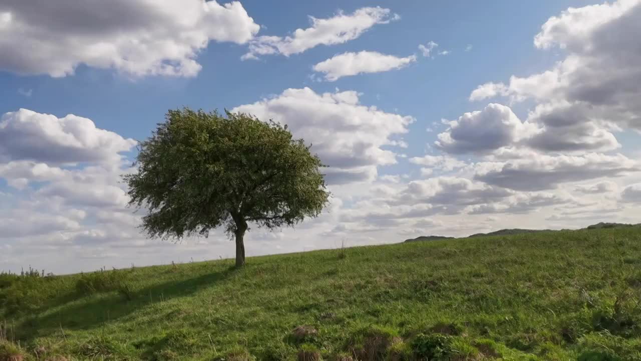 草原上的一棵树视频素材