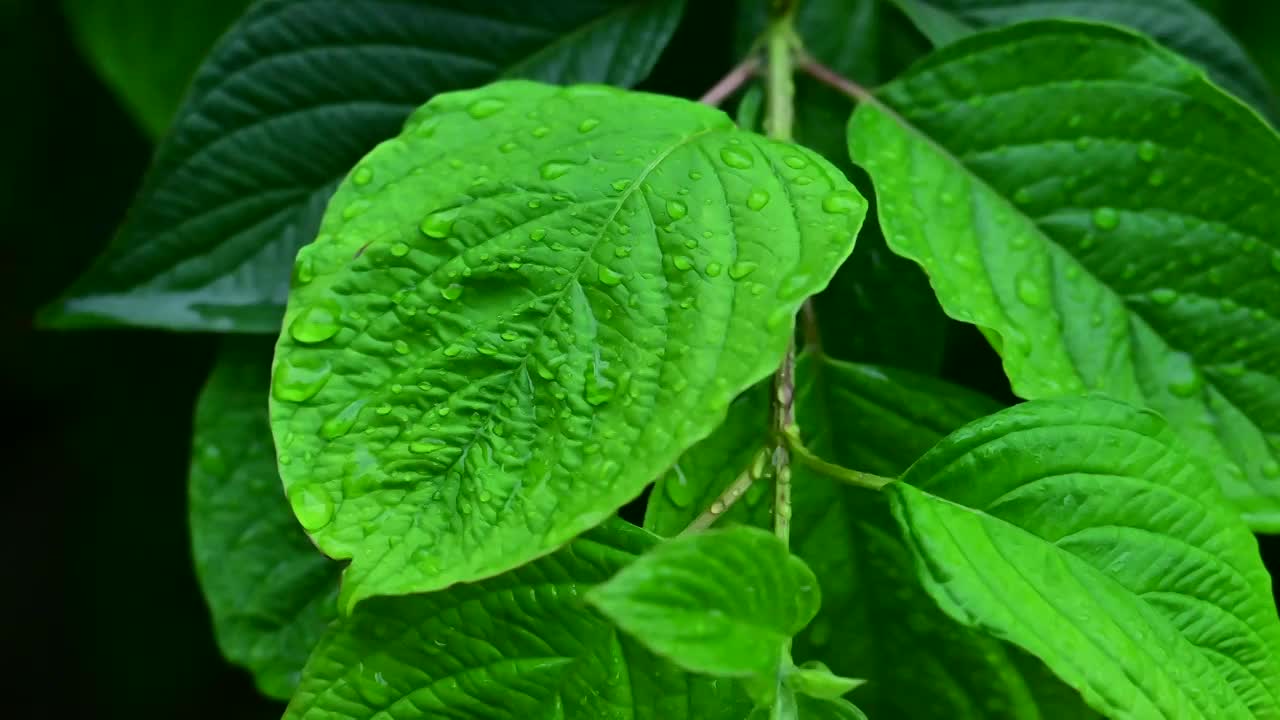 夏天下雨中绿色树叶上的雨滴水滴视频素材