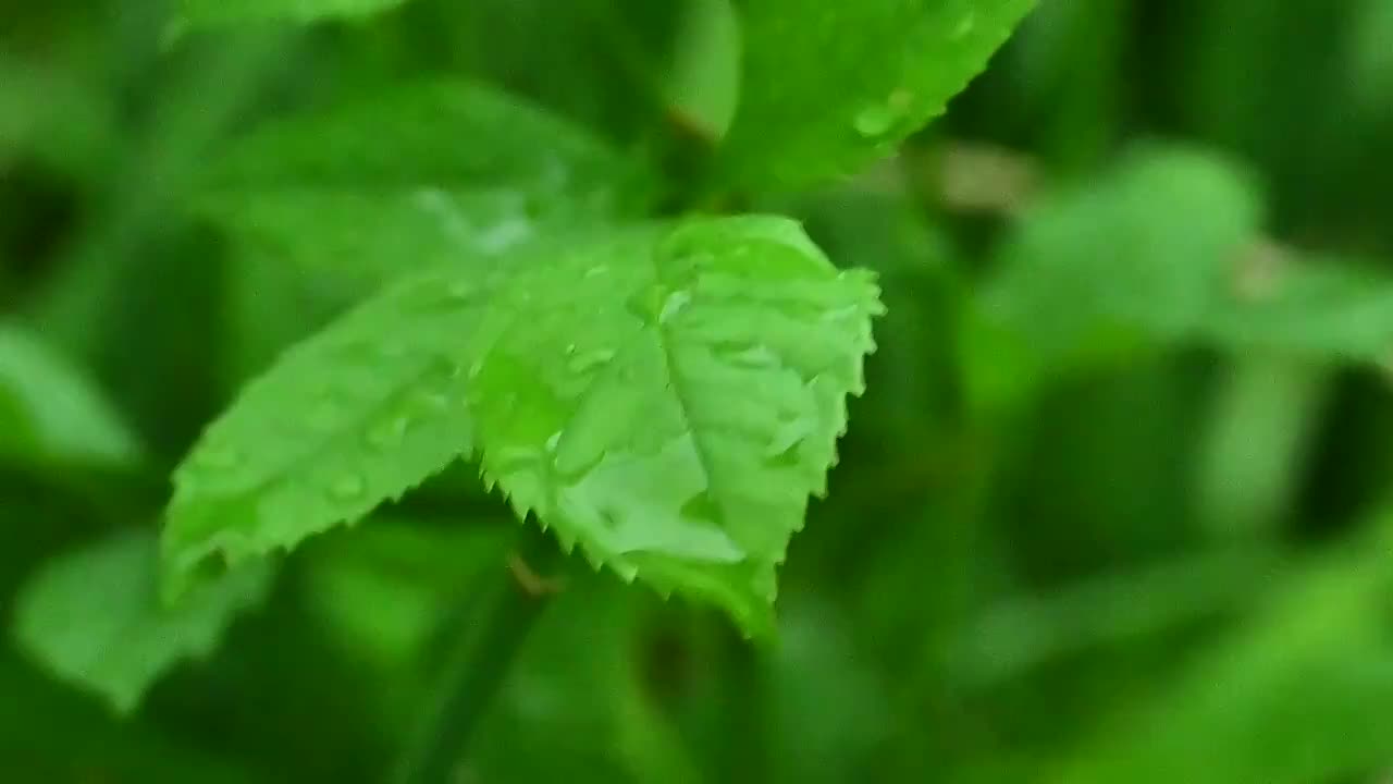 夏天下雨中绿色树叶上的雨滴水滴视频素材