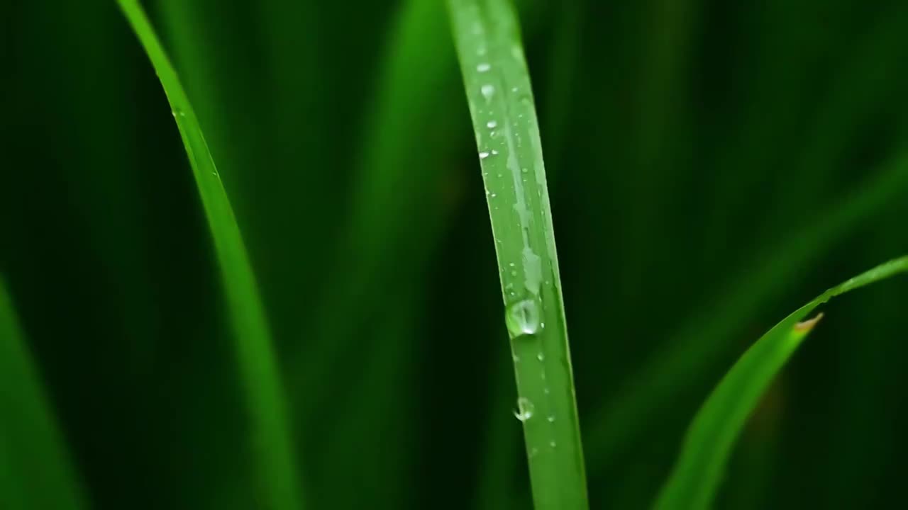 夏天下雨中绿色树叶上的雨滴水滴视频素材