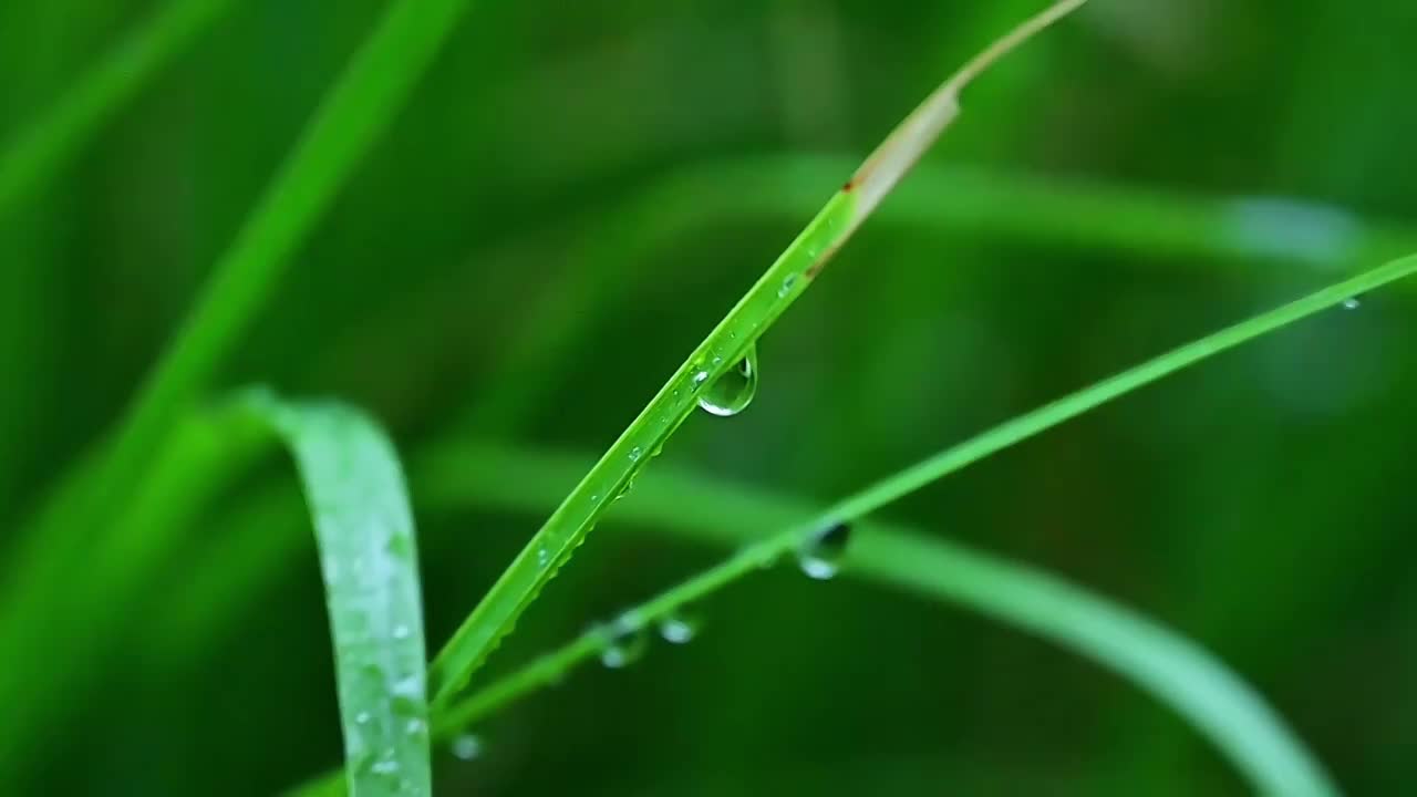 夏天下雨中绿色树叶上的雨滴水滴视频素材