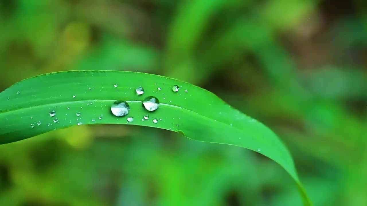 夏天下雨中绿色树叶上的雨滴水滴视频素材