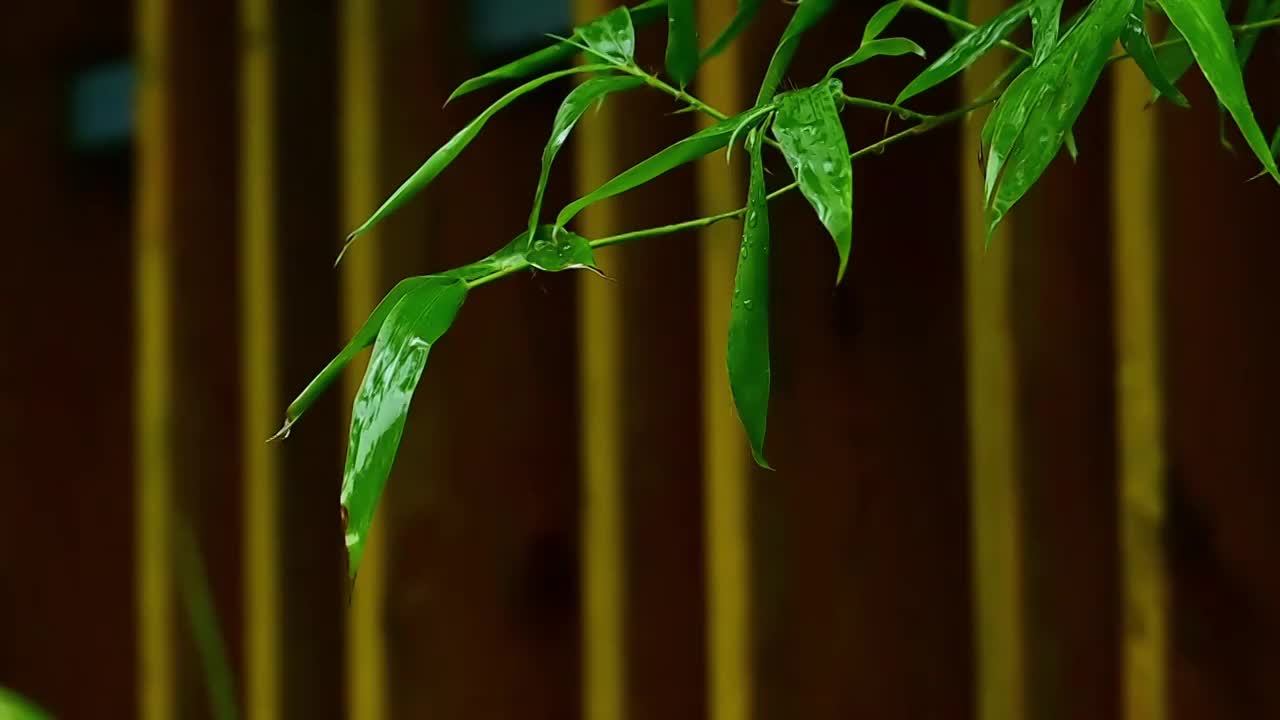 夏天下雨中绿色树叶上的雨滴水滴视频素材