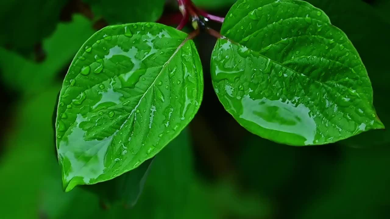 夏天下雨中绿色树叶上的雨滴水滴视频素材