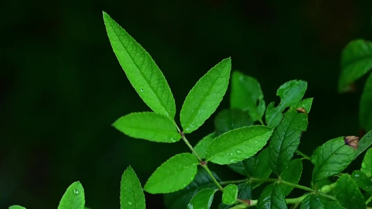 夏天下雨中绿色树叶上的雨滴水滴视频素材