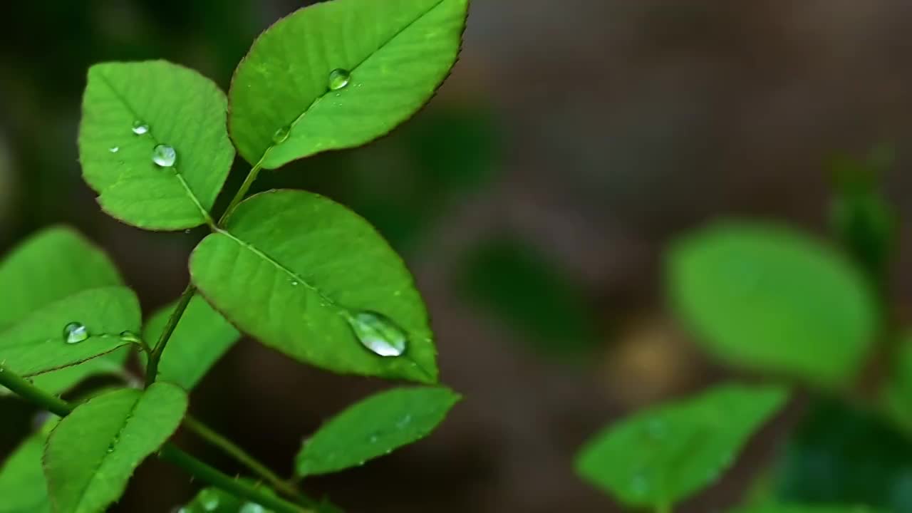 夏天下雨中绿色树叶上的雨滴水滴视频素材