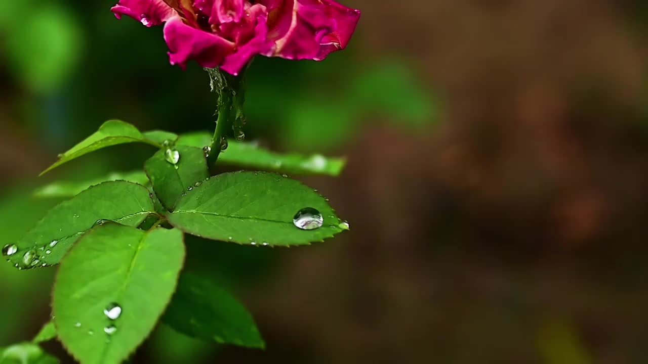 夏天下雨中绿色树叶上的雨滴水滴视频素材